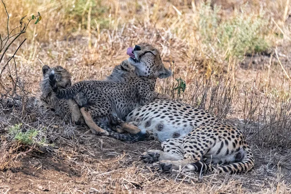 Cheeta Mit Ihren Beiden Babys Der Savanne Serengeti Reservat Tansania — Stockfoto