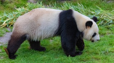 Dev panda yürüyüş, genç panda, portre