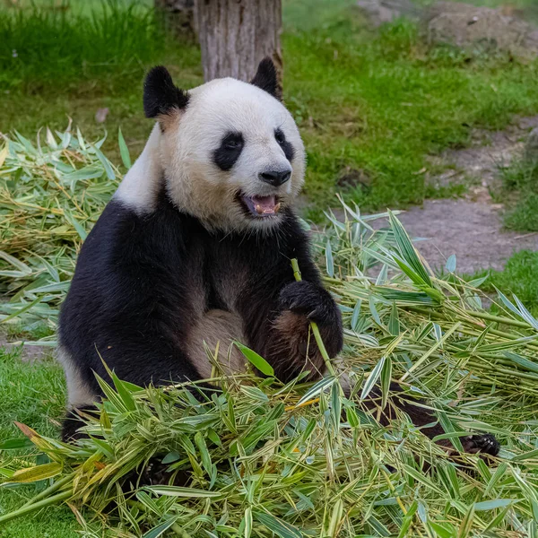 Óriás Panda Medve Panda Étkezési Bambusz Fűben — Stock Fotó
