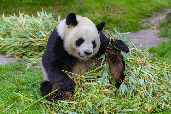 Obří Panda Panda Pojídáním Bambusu Sedícího Trávě — Stock fotografie