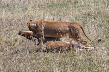 bir antilop öldürdü ve Tanzanya'da savana yiyor dişi aslan