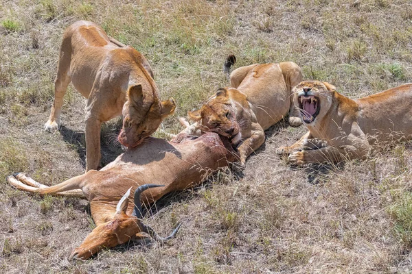 lioness who killed an antelope and is eating it in the savannah in Tanzania