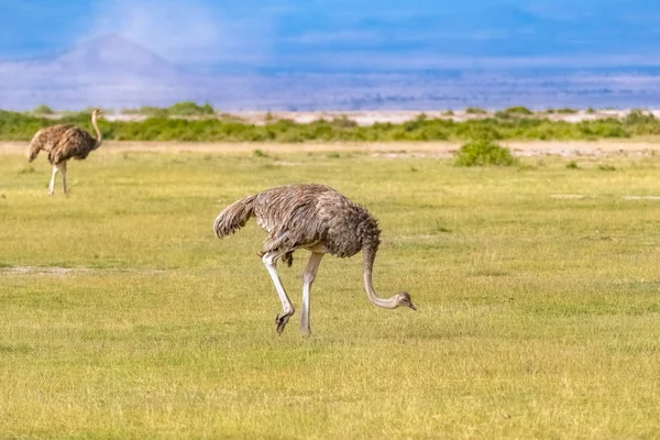 Struzzo Comune Africa Cratere Ngorongoro Mangiare Femminile Nella Savana — Foto Stock