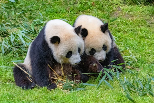 Reuzen Pannet Bear Pannet Moeder Haar Zoon Eten Bamboe — Stockfoto