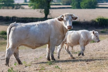 Charolais ve buzağı, Burgundy kampanya bir alanda beyaz