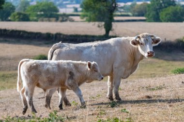Charolais ve buzağı, Burgundy kampanya bir alanda beyaz
