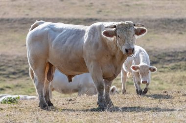 Charolais, Burgundy kampanya bir alanda büyük erkek, bir buzağı ile
