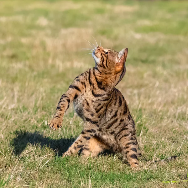 庭で飛び跳ねるベンガル猫 何かをキャッチしようとする美しいペット — ストック写真