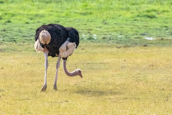 Avestruz Macho Ñandú Americana Comer Aves Campo Tanzania — Foto de Stock