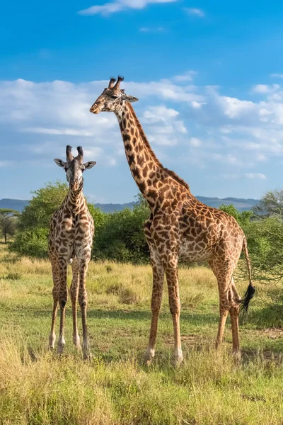 Serengeti parkında savanada duran zürafalar, iki vahşi hayvan.