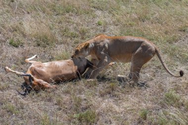 bir antilop öldürdü ve Tanzanya'da savana yiyor dişi aslan