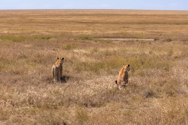 Two lions walking and hunting in the savannah, in Tanzania, looking for a prey