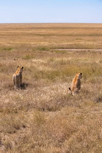Two lions walking and hunting in the savannah, in Tanzania, looking for a prey