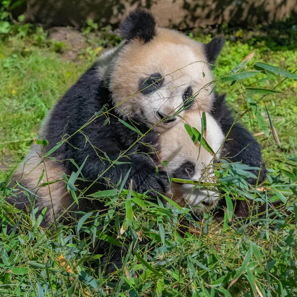 Obří Pandas Medvědí Pandas Matka Její Syn Dohromady — Stock fotografie