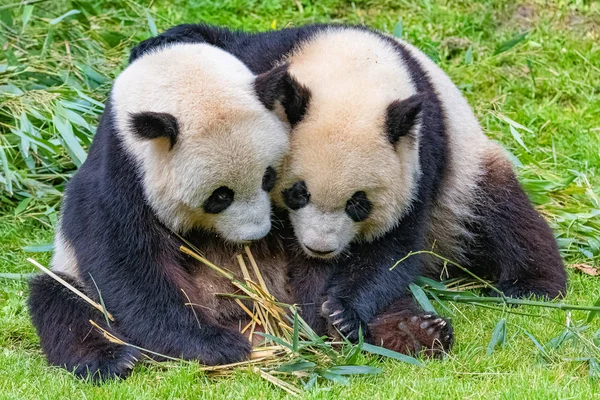 Giant pandas, bear pandas, the mother and her son together