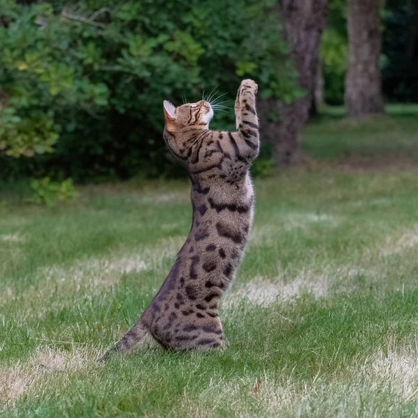 Бенгальская Кошка Прыгает Сад Красивая Зверушка Пытается Поймать — стоковое фото