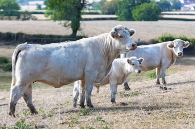 Charolais ve buzağı, Burgundy kampanya bir alanda beyaz