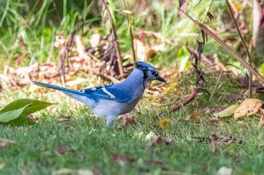 Blue Jay, Cyanocitta cristata, blue bird in Quebec, in Mauricie natural reserve clipart