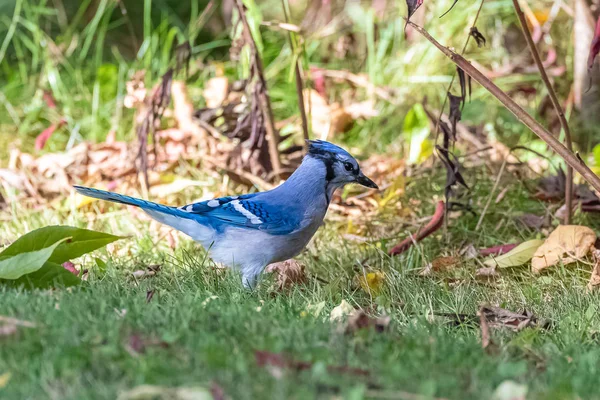 Blue Jay, Cyanocitta cristata, blue bird in Quebec, in Mauricie natural reserve