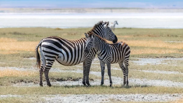 Dva Zebry Stojící Kráteru Ngorongoro Matka Její Dítě — Stock fotografie