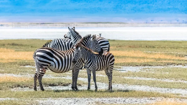 Due Zebre Piedi Nel Cratere Ngorongoro Madre Suo Bambino — Foto Stock