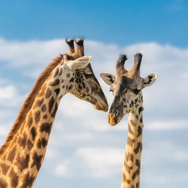 Serengeti Parkta Savannah Öpüşme Zürafa Iki Vahşi Hayvanlar — Stok fotoğraf