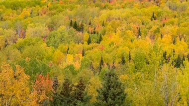 Kanada 'da orman, Hindistan yazı boyunca, ağaçların güzel renkleri