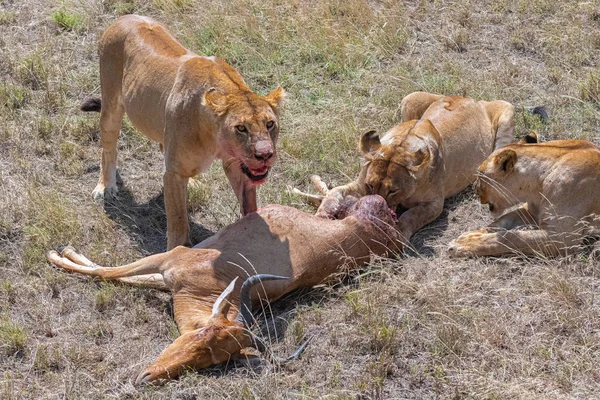 Leones Que Mataron Antílope Están Comiendo Sabana Tanzania —  Fotos de Stock