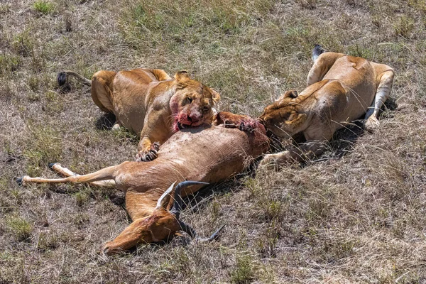 Leones Que Mataron Antílope Están Comiendo Sabana Tanzania —  Fotos de Stock