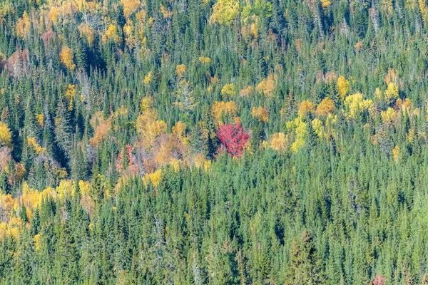 Pădure Din Canada Timpul Verii Indiene Culori Frumoase Ale Copacilor — Fotografie, imagine de stoc