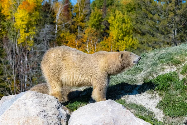 Oso Blanco Canadá Pie Sobre Una Roca Durante Verano Indio — Foto de Stock