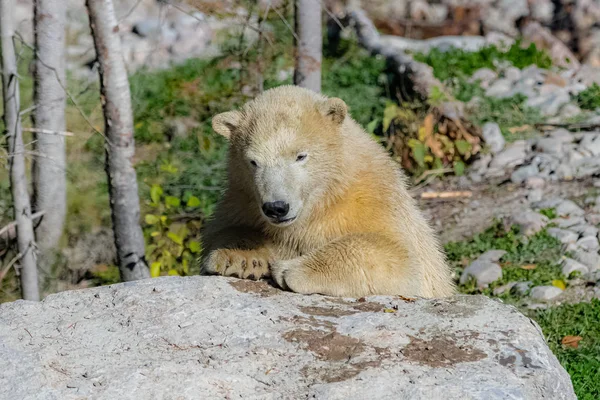 Urso Branco Canadá Parado Atrás Uma Rocha Durante Verão Indiano — Fotografia de Stock