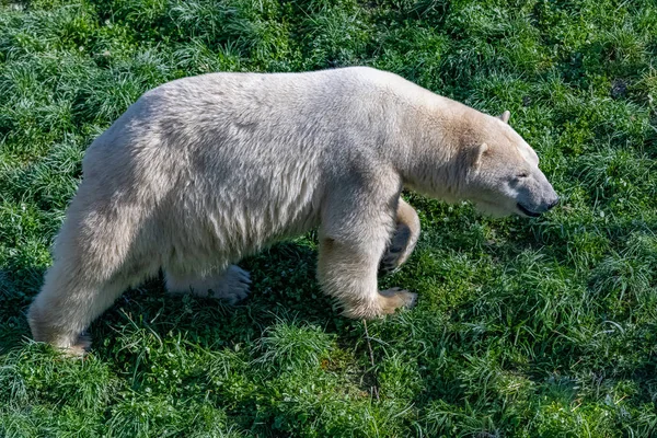 Beyaz Ayı Kanada Yürüyor Hint Yazı Boyunca Portre — Stok fotoğraf