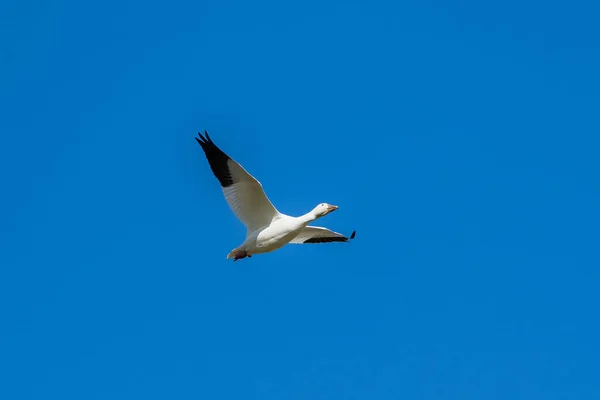 Снежные Гуси Летающие Голубом Небе Канаде Красивые Белые Птицы Время — стоковое фото