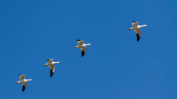 Снежные Гуси Летающие Голубом Небе Канаде Красивые Белые Птицы Время — стоковое фото