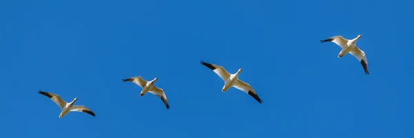 Snö Gåsar Flyger Blå Himmel Kanada Vackra Vita Fåglar Migrationen — Stockfoto