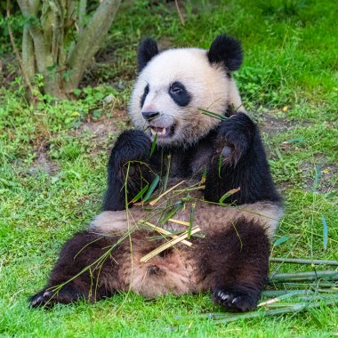 Dev panda, ayı panda çimenlerde oturan bambu yeme