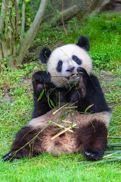 Obří Panda Panda Pojídáním Bambusu Sedícího Trávě — Stock fotografie