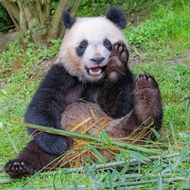 Dev panda, ayı panda bambu yiyor çimenlerde oturuyor, komik surat.
