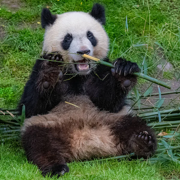 Obří Panda Medvědí Panda Jedí Bambus Sedí Trávě Legrační Obličej — Stock fotografie