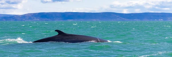 Ballena Minke Nadando Golfo Saint Laurent Balaenoptera Acutorostrata Con Costa — Foto de Stock