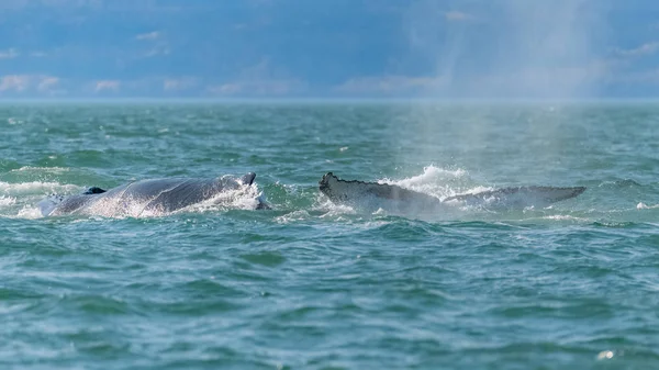 Dos Ballenas Jorobadas Nadando Canadá Golfo Saint Laurent Cola Espalda — Foto de Stock