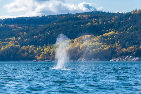 座头鲸在圣罗兰湾的加拿大游泳 呼吸着 — 图库照片