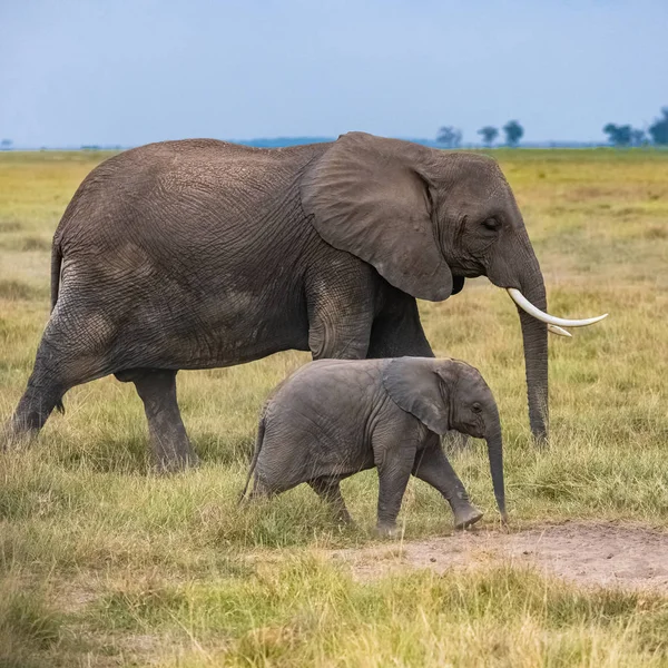 Dwa Słonie Sawannie Parku Serengeti Matka Mały Słoń Chodzący — Zdjęcie stockowe