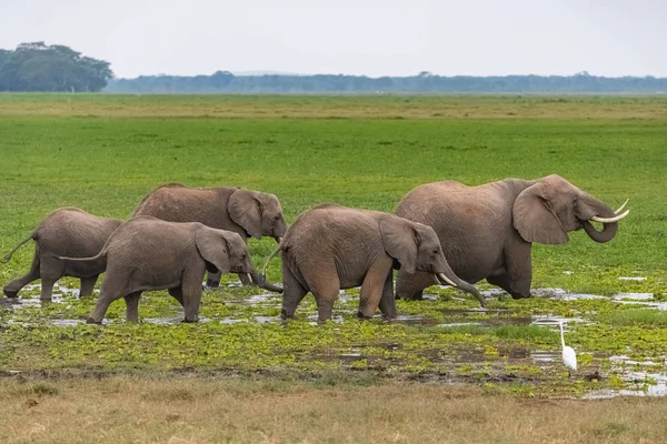 Éléphants Dans Les Marais Afrique Boire Baigner — Photo