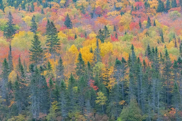 Forest Canada Indian Summer Beautiful Colors Trees — Stock Photo, Image
