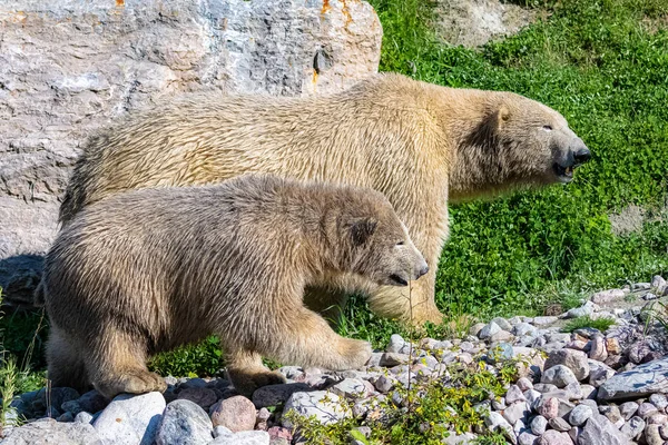 Kanada Beyaz Ayılar Anne Çocuğu Sonbaharda Ormanda — Stok fotoğraf