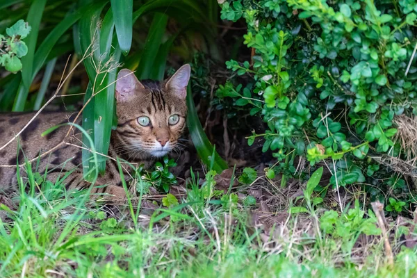 植物の下の庭に隠れてベンガル猫 ペットの美しい肖像画 — ストック写真