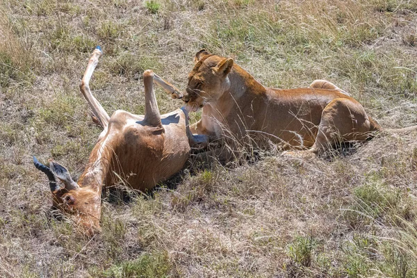 在坦桑尼亚的草原上杀死羚羊并吃掉它的狮子 — 图库照片