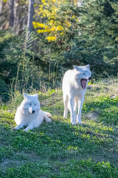 Арктический Волк Стая Белых Волков Стоящих Лесу Канаде — стоковое фото